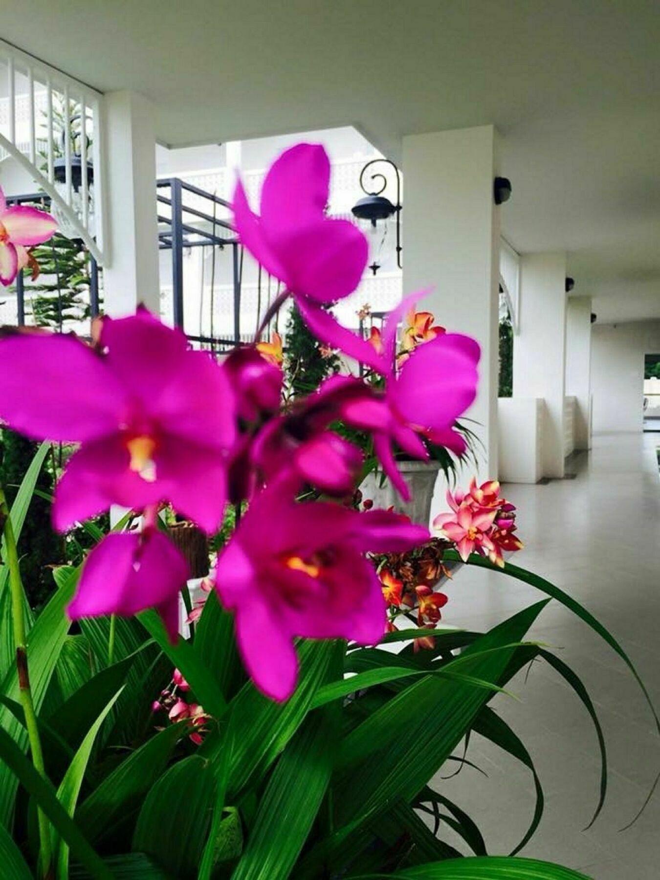 Koranaree Courtyard Boutique Hotel Nakhonratchasima Dış mekan fotoğraf